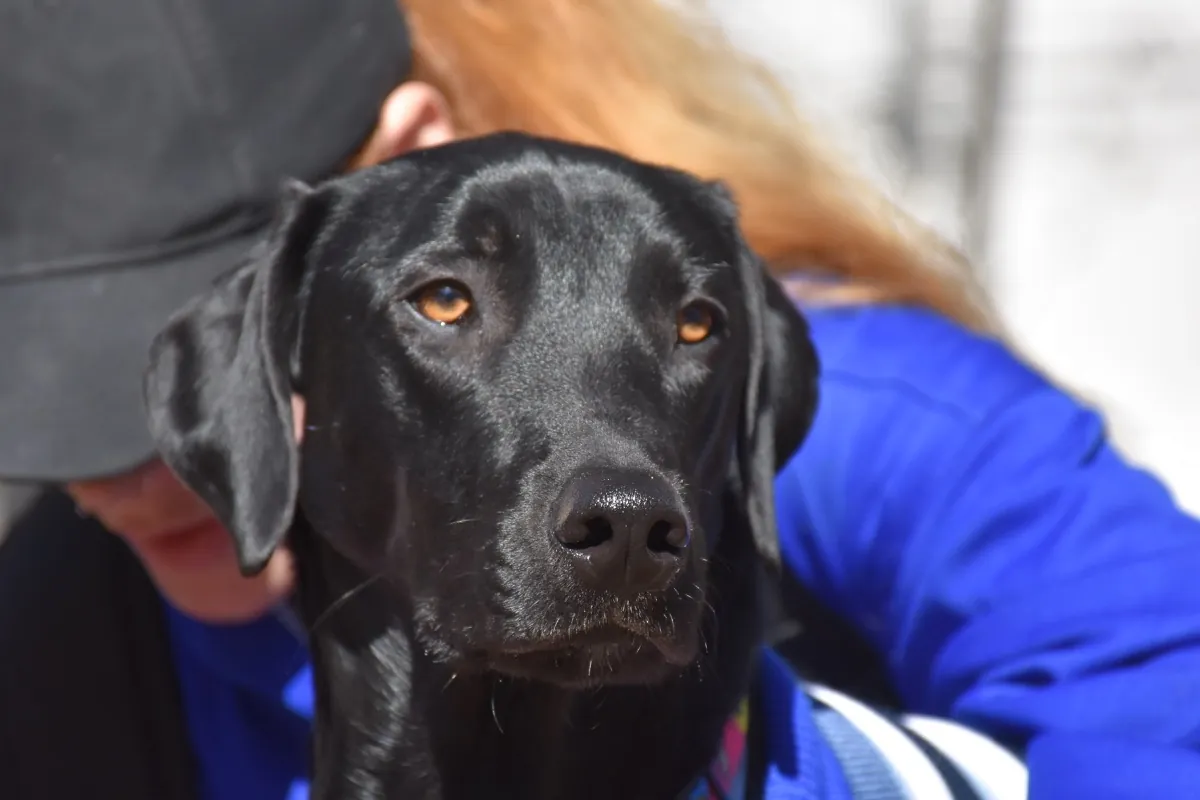 Baru, cão atendido pelos passeios da Franpetlover em São Paulo