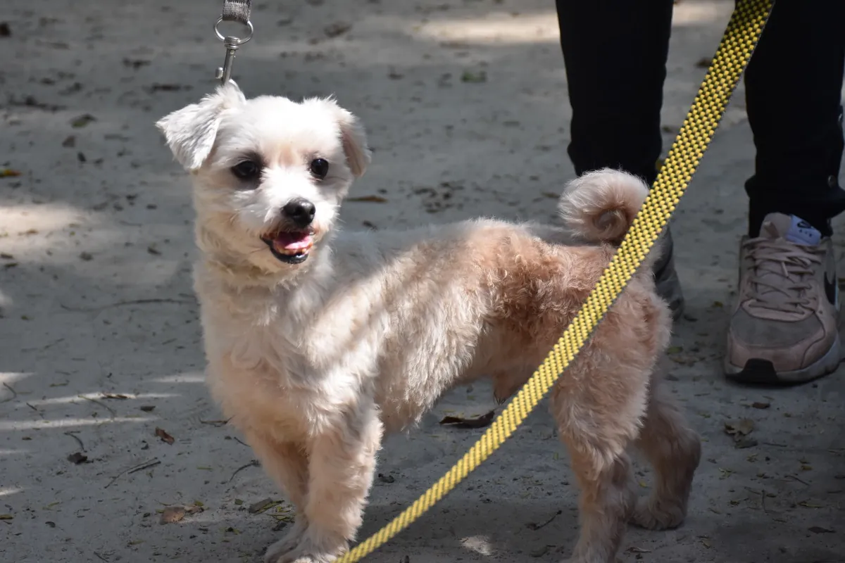 Iggy, cão atendido pelos passeios da Franpetlover em São Paulo