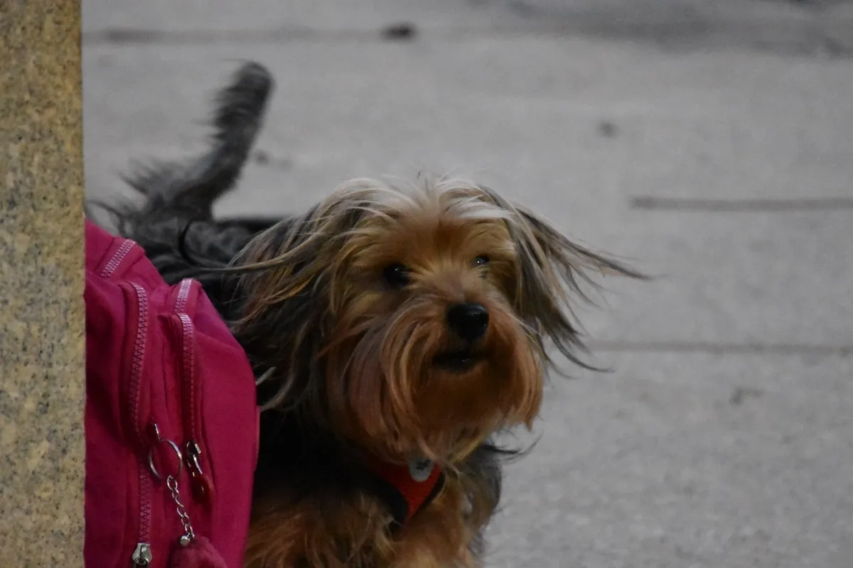 Lele, cão atendido pelos passeios da Franpetlover em São Paulo