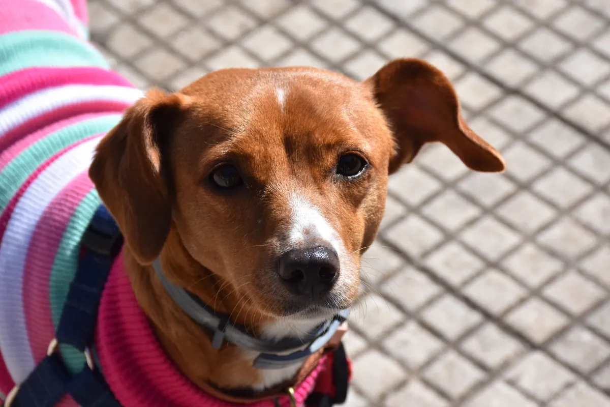 Peça, cão atendido pelos passeios da Franpetlover em São Paulo