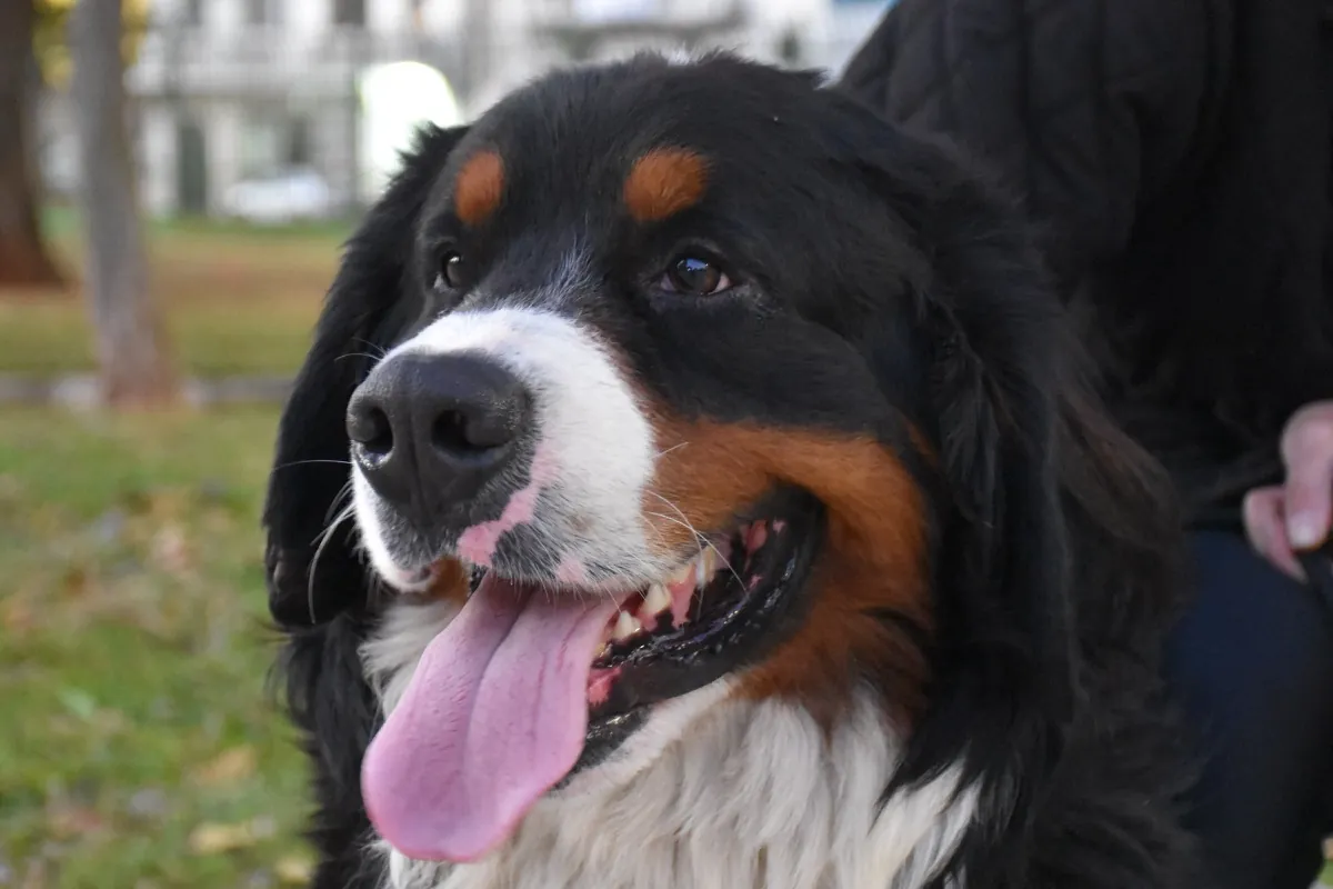 Thor, cão atendido pelos passeios da Franpetlover em São Paulo