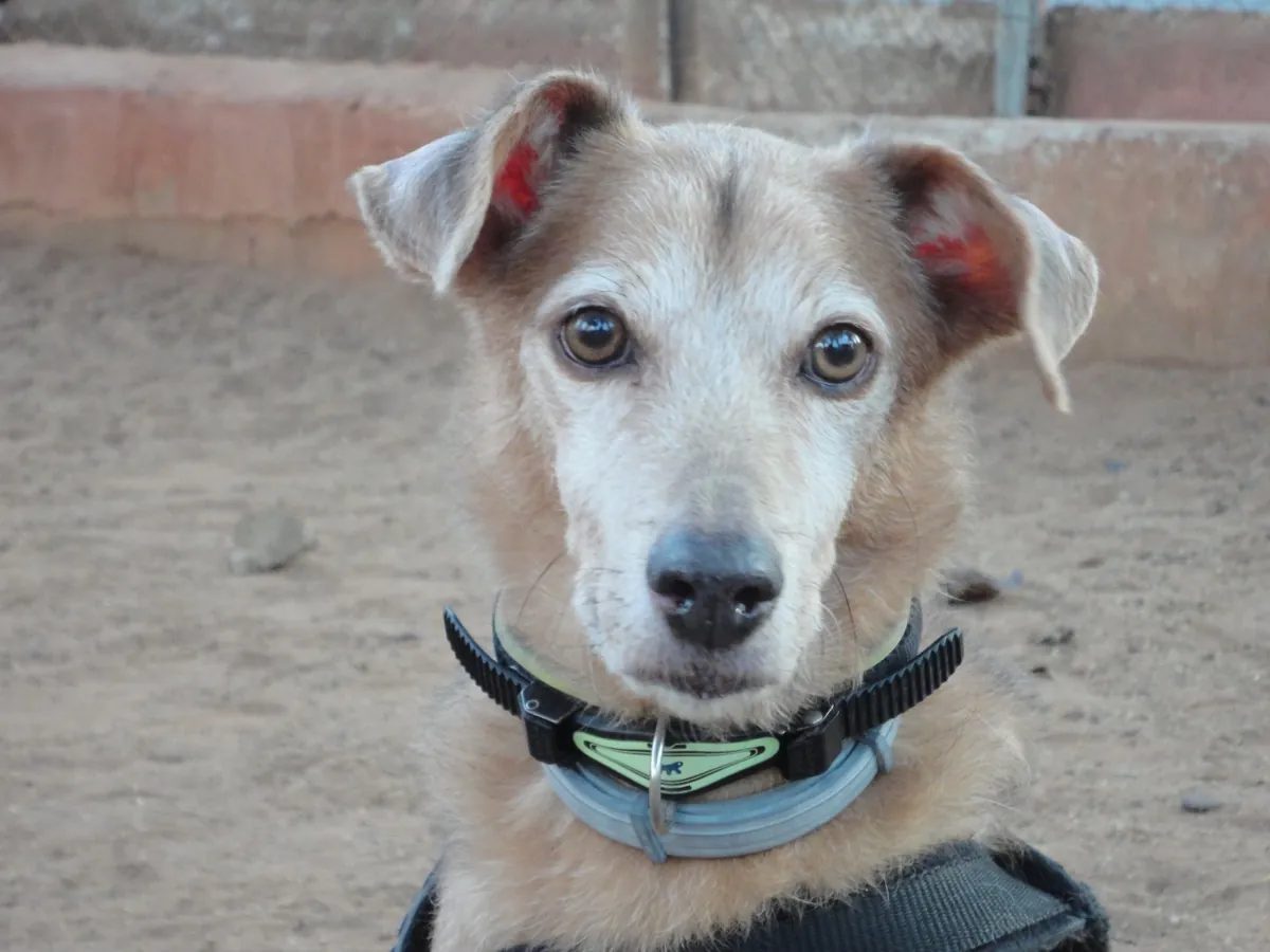 Thorzinho, cão atendido pelos passeios da Franpetlover em São Paulo
